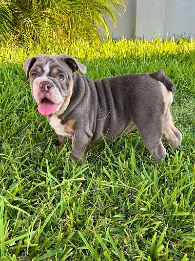 English bulldog puppies for sale male and female