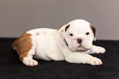 Howdy, Odette the English Bulldog puppy here! Allow me to tell you some things about me that you are sure to love. I am sweet as pie and cuddly like a teddy bear! Don't count me out for snuggles! I will come home to you happy, healthy, vet-checked, and up-to-date on my vaccinations. If you are the fur-ever home for me, email me