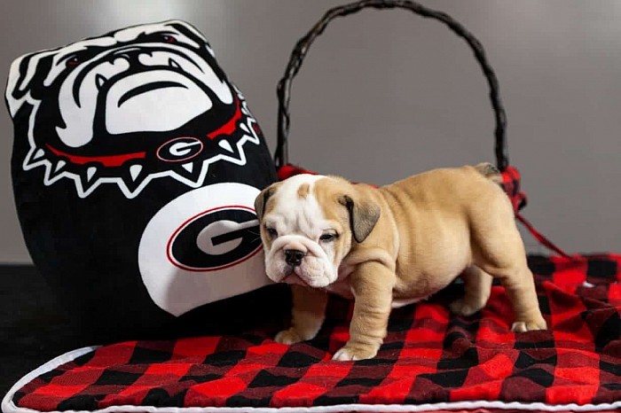 English bulldog puppies for sale