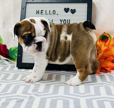 English bulldog puppies for sale